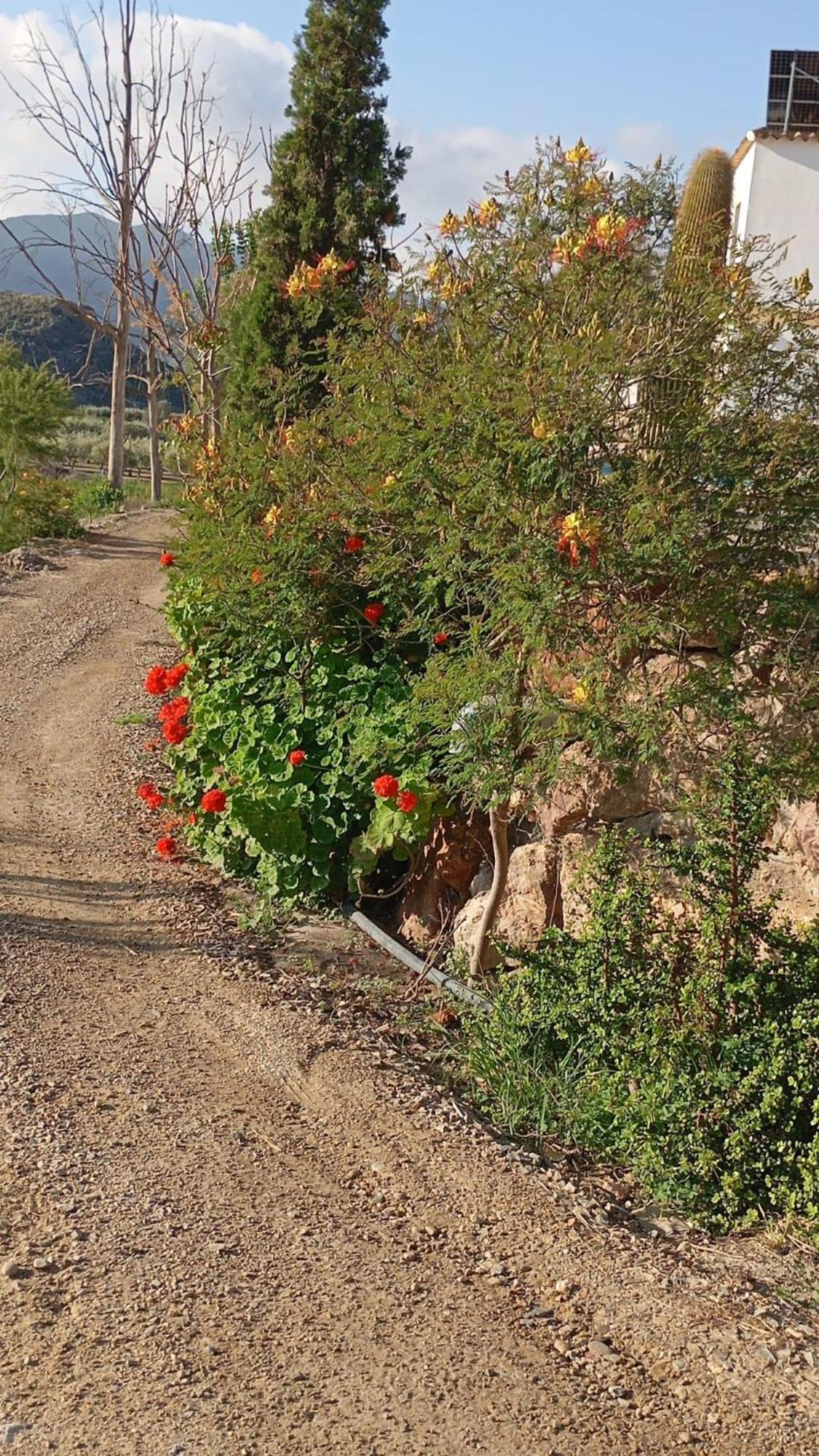 Cortijo Rural Molino El Tarahal Con Piscina Y Zonas Compartidas Esterno foto